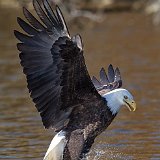11SBSB8722 American Bald Eagle Catching Fish